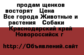 продам щенков восторят › Цена ­ 7 000 - Все города Животные и растения » Собаки   . Краснодарский край,Новороссийск г.